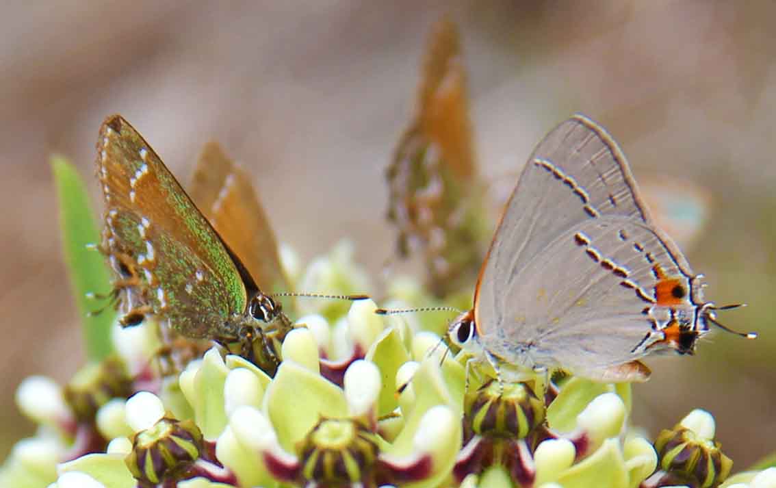 Photograph by local austin artist of a Flower with several butterflies standing