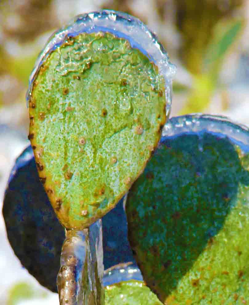 Austin artist photographer photo of cactus with ice