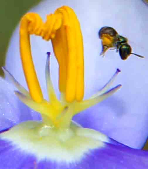 Photo of flower with insect flying near