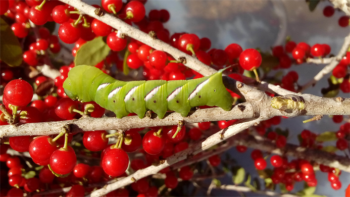 Love This Photo! Little Tail, Perfect Color Balance, This Worm is Super Happy!