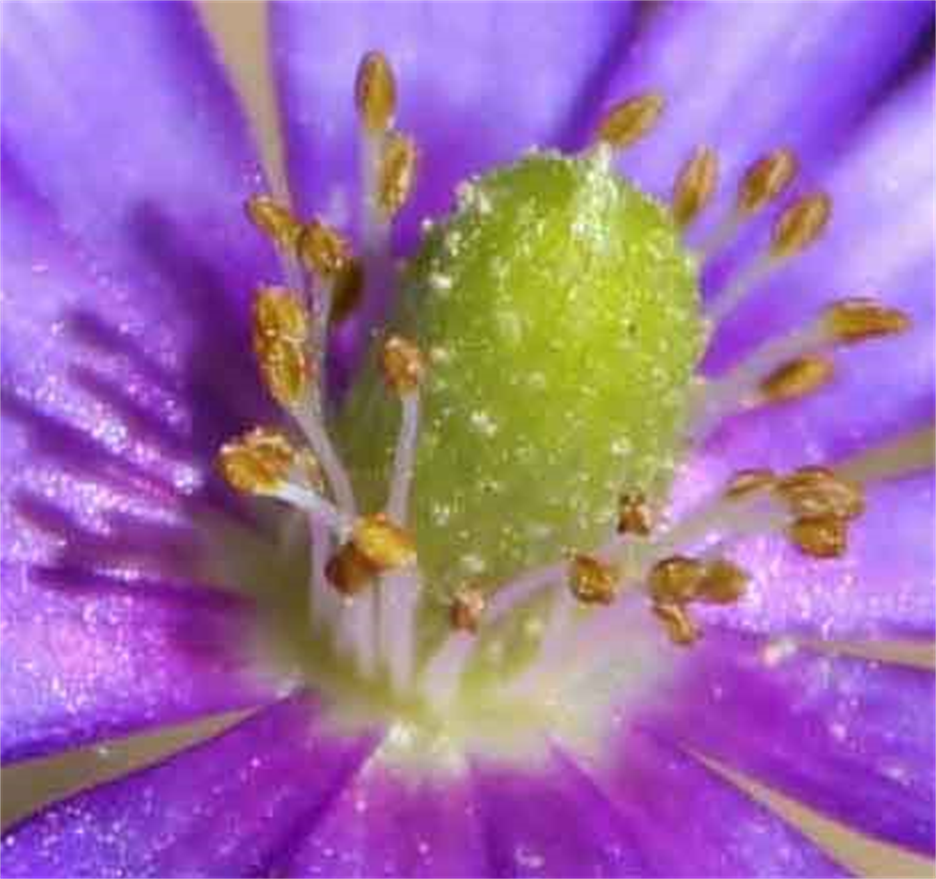 Macro Flower Prints
