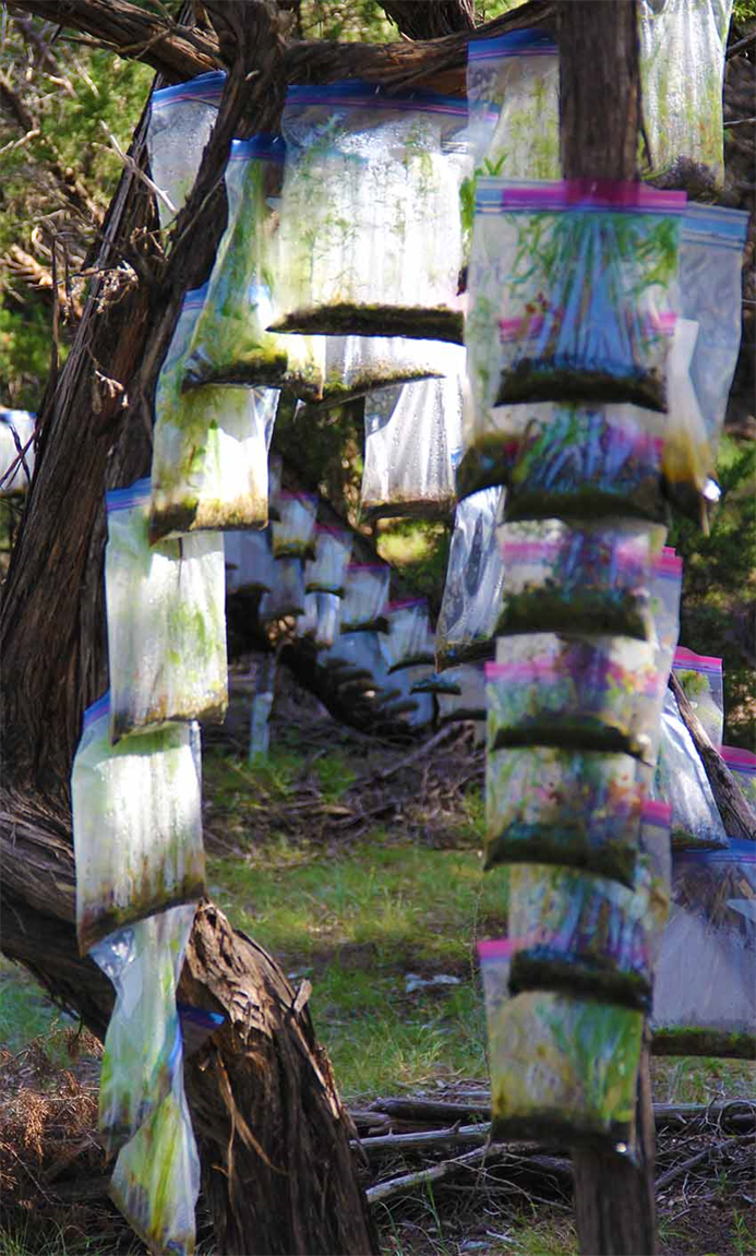 Austin Is Weird? 
The Zip Loc Art Exhibit By Artist DAPACU
Inside Are Living Forests! Invented By DAPACU
See More At www.Reforest.Us Austin Original Art.