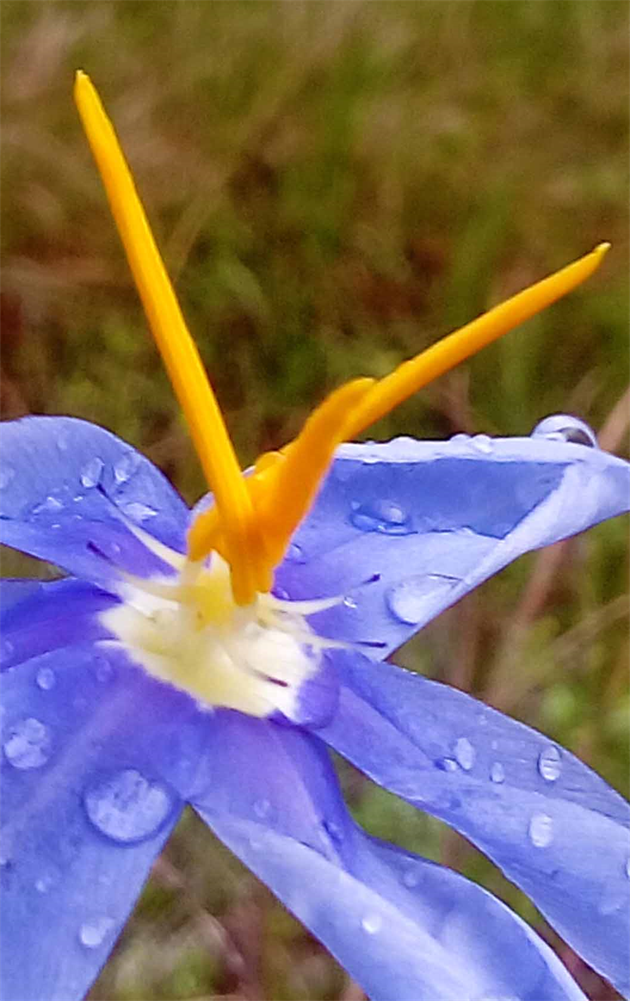 Beautiful Flowers