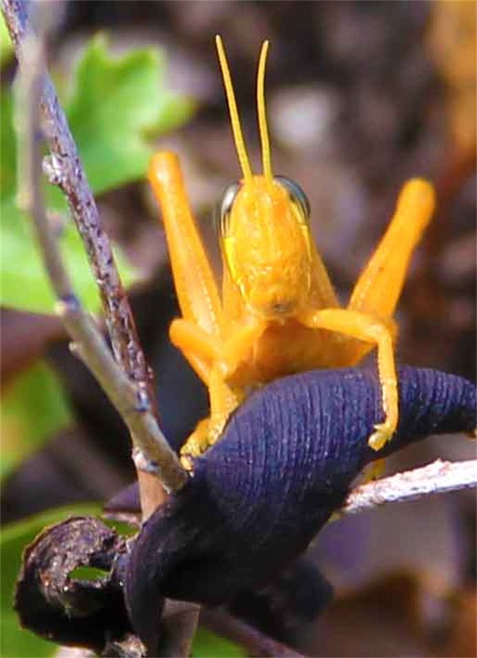 Austin Photography
Artist DAPACU
The Good Luck Cricket!
See His Hand?